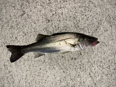 セイゴ（マルスズキ）の釣果
