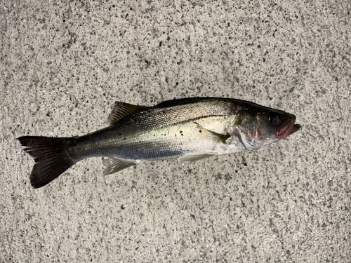 セイゴ（マルスズキ）の釣果