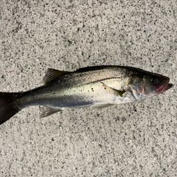 セイゴ（マルスズキ）