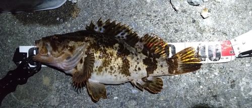 ベッコウゾイの釣果