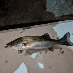 セイゴ（マルスズキ）