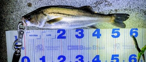 シーバスの釣果