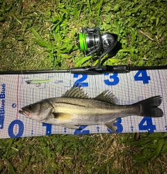 シーバスの釣果