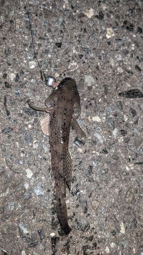 ウロハゼの釣果