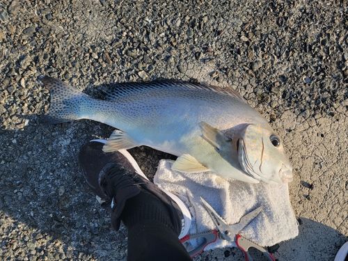 コロダイの釣果