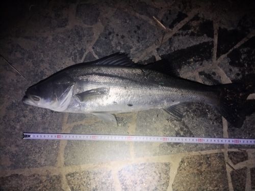 セイゴ（マルスズキ）の釣果