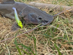 レッドテールキャットフィッシュの釣果