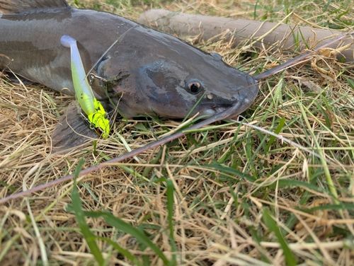 レッドテールキャットフィッシュの釣果