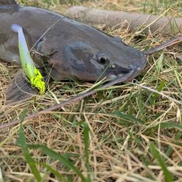 レッドテールキャットフィッシュ