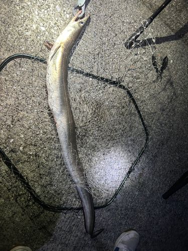 タチウオの釣果