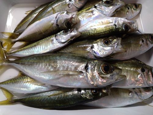 アジの釣果