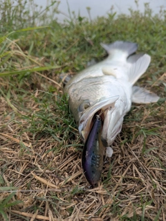 バラマンディの釣果
