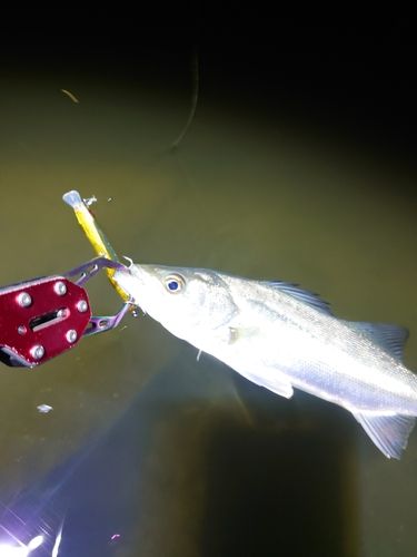 セイゴ（マルスズキ）の釣果