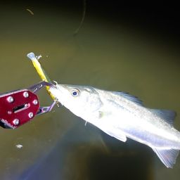 セイゴ（マルスズキ）