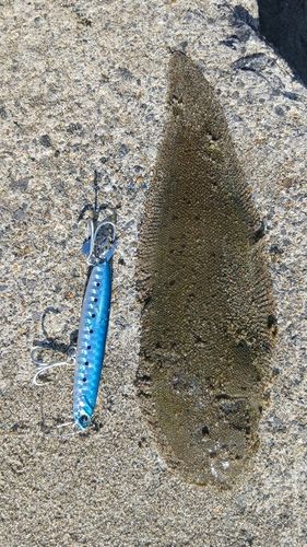 シタビラメの釣果