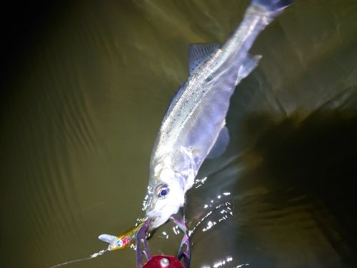 セイゴ（タイリクスズキ）の釣果