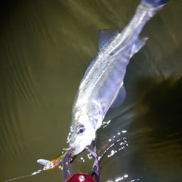 セイゴ（タイリクスズキ）