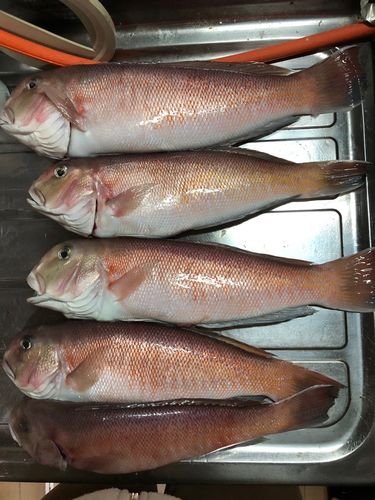 シロアマダイの釣果