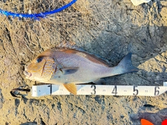 コロダイの釣果