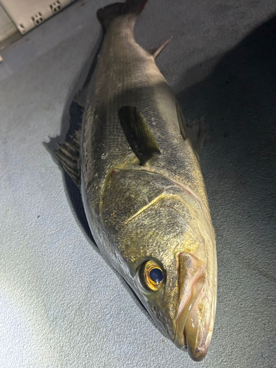 johnny_bさんの釣果 1枚目の画像