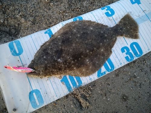 ヒラメの釣果