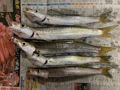 カマスの釣果