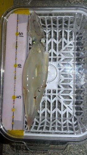 ヤリイカの釣果