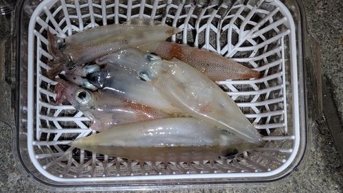 ヤリイカの釣果