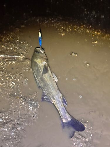 セイゴ（タイリクスズキ）の釣果