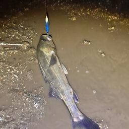 セイゴ（タイリクスズキ）