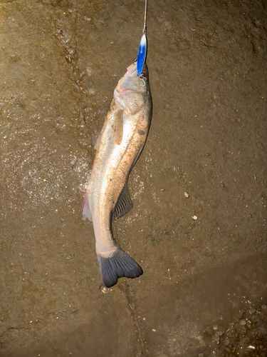 セイゴ（タイリクスズキ）の釣果