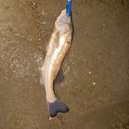 セイゴ（タイリクスズキ）