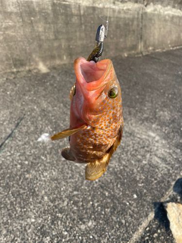 キジハタの釣果