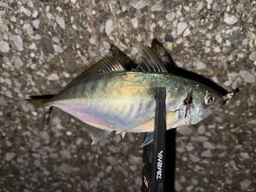 マアジの釣果