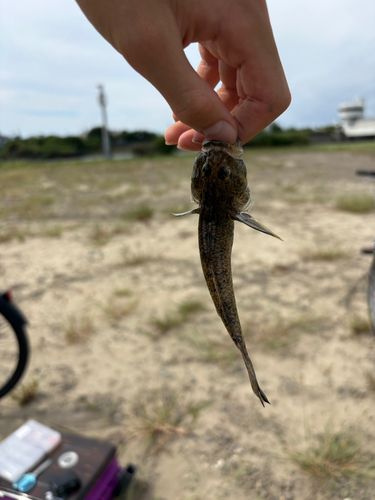 太田川今之浦川合流