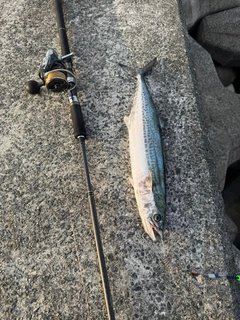 サワラの釣果