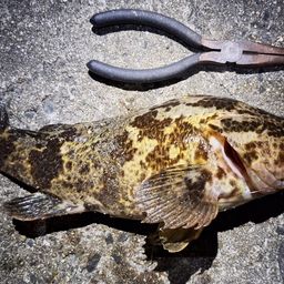 タケノコメバル