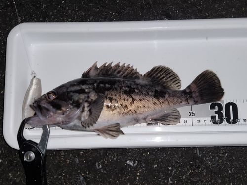 クロソイの釣果