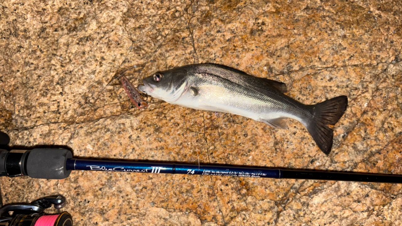 セイゴ（ヒラスズキ）