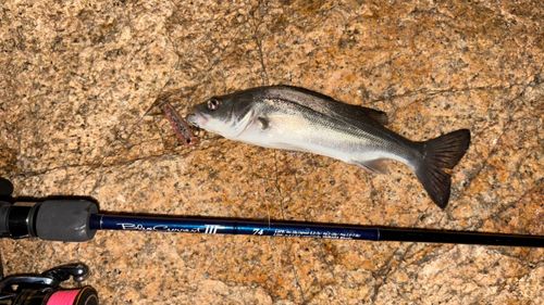 セイゴ（ヒラスズキ）の釣果