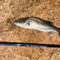 セイゴ（ヒラスズキ）