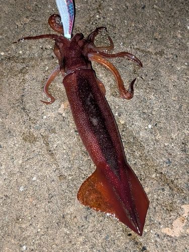 アオリイカの釣果