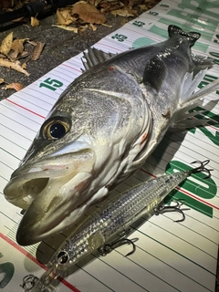 シーバスの釣果