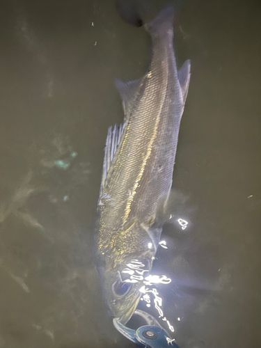 那珂川（茨城〜栃木）