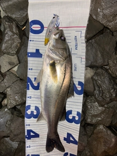 シーバスの釣果