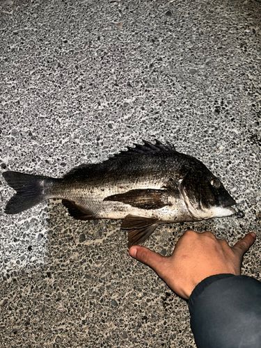 クロダイの釣果