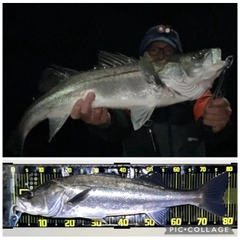 シーバスの釣果