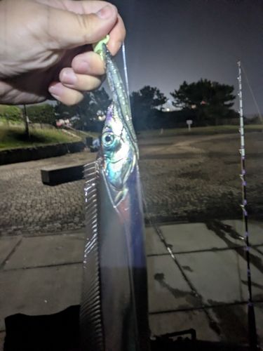 タチウオの釣果