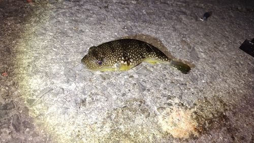 コモンフグの釣果