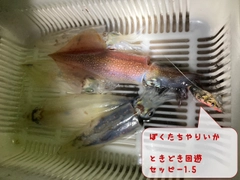 ヤリイカの釣果